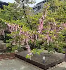 桜神宮(東京都)