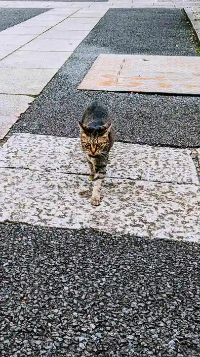 白金氷川神社の動物