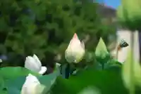 浄名寺(山口県)