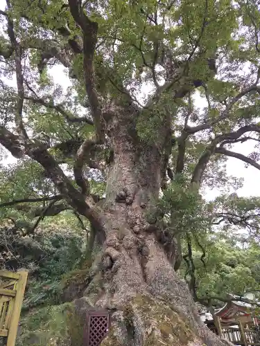 蒲生八幡神社(鹿児島県)