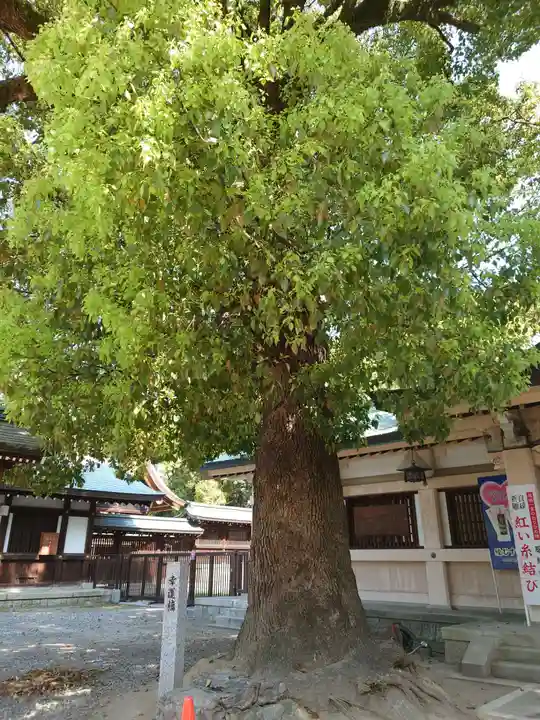 真清田神社の自然