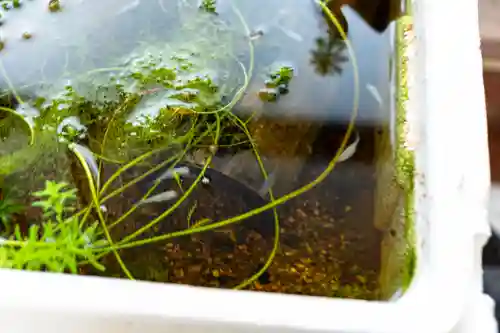 住吉神社(山口県)