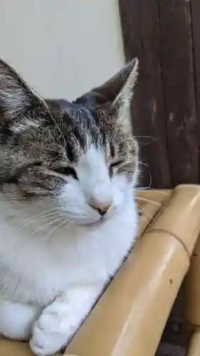 玉野御嶽神社の動物