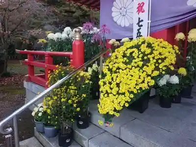 宮城縣護國神社の七五三参