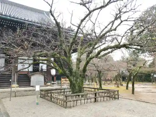 真正極楽寺（真如堂）の{uncategorized: "未分類", other: "その他", undefined: "問題あり", building: "その他建物", grave: "お墓", sacred_gate: "鳥居", guardian: "狛犬", statue: "像", buddha: "仏像", history: "歴史", nature: "自然", garden: "庭園", animal: "動物", pagoda: "塔", temizu: "手水舎", mountain_gate: "山門・神門", sanctuary: "本殿・本堂", subordinate: "末社・摂社", art: "芸術", scenery: "景色", jizo: "地蔵", ema: "絵馬", goshuin: "御朱印", omikuji: "おみくじ", items: "授与品その他", amulet: "お守り", goshuincho: "御朱印帳", eats: "食事", festival: "お祭り", votive_dance: "神楽", shichigosan: "七五三参", wedding: "結婚式", experience: "体験その他", initially: "初詣", around: "周辺", anti_infection: "感染症対策"}