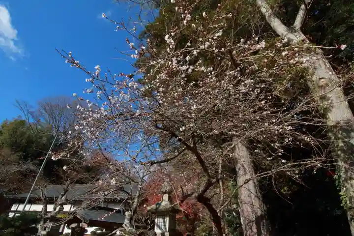 鹿島大神宮の自然
