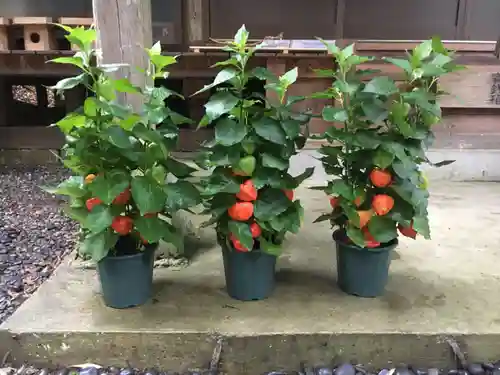 愛宕神社の自然