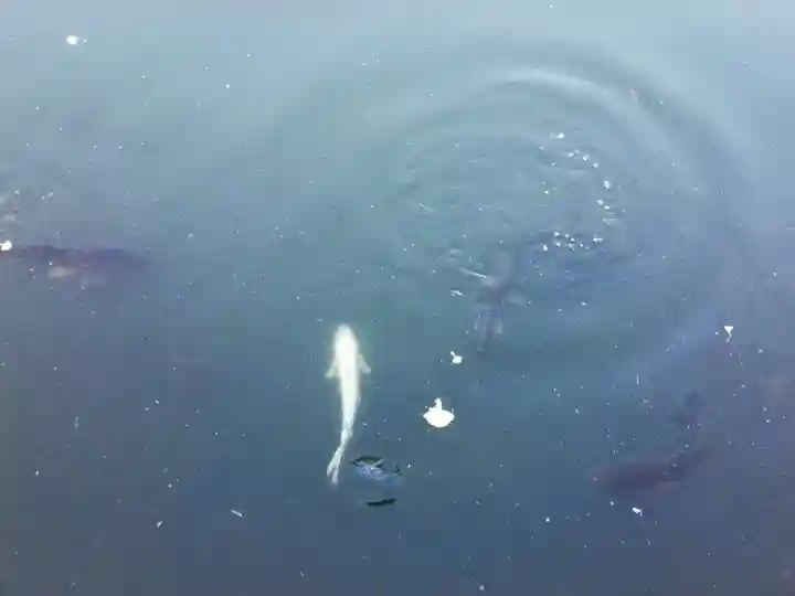 上原寺別院 祈誓結社の動物