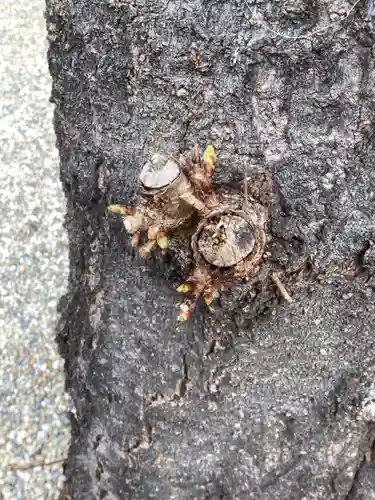 三輪神社の自然