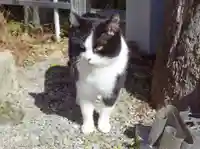 荒木神社の動物