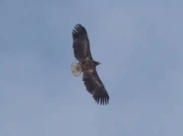 留辺蘂神社の動物