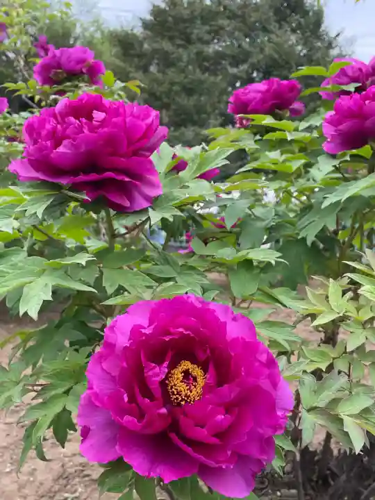 箭弓稲荷神社の{uncategorized: "未分類", other: "その他", undefined: "問題あり", building: "その他建物", grave: "お墓", sacred_gate: "鳥居", guardian: "狛犬", statue: "像", buddha: "仏像", history: "歴史", nature: "自然", garden: "庭園", animal: "動物", pagoda: "塔", temizu: "手水舎", mountain_gate: "山門・神門", sanctuary: "本殿・本堂", subordinate: "末社・摂社", art: "芸術", scenery: "景色", jizo: "地蔵", ema: "絵馬", goshuin: "御朱印", omikuji: "おみくじ", items: "授与品その他", amulet: "お守り", goshuincho: "御朱印帳", eats: "食事", festival: "お祭り", votive_dance: "神楽", shichigosan: "七五三参", wedding: "結婚式", experience: "体験その他", initially: "初詣", around: "周辺", anti_infection: "感染症対策"}
