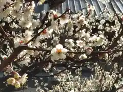 大棚・中川杉山神社の自然