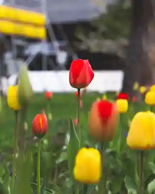青森縣護國神社(青森県)