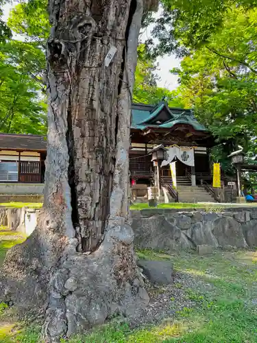 妻科神社の自然
