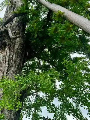 東寺（教王護国寺）(京都府)