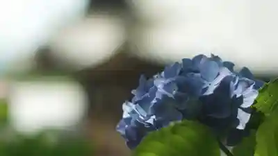 岡寺(龍蓋寺)(奈良県)