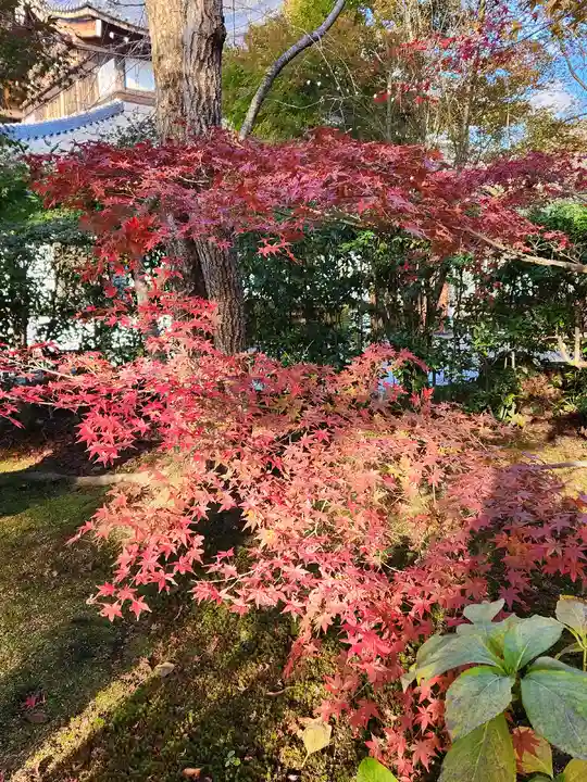 将軍塚青龍殿(青蓮院門跡)(京都府)