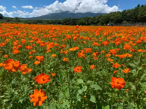 山中浅間神社の自然