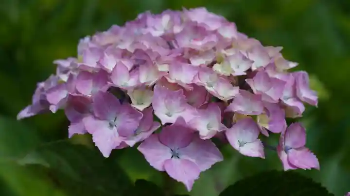 三室戸寺(京都府)