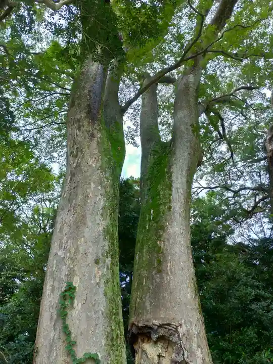 砥鹿神社(里宮)の自然