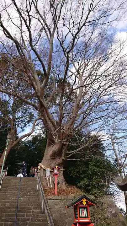 常陸第三宮 吉田神社の自然