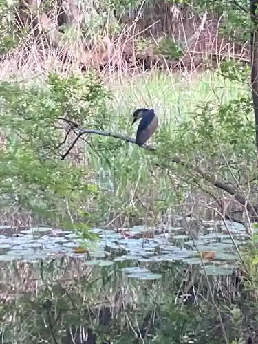 水神社(東京都)
