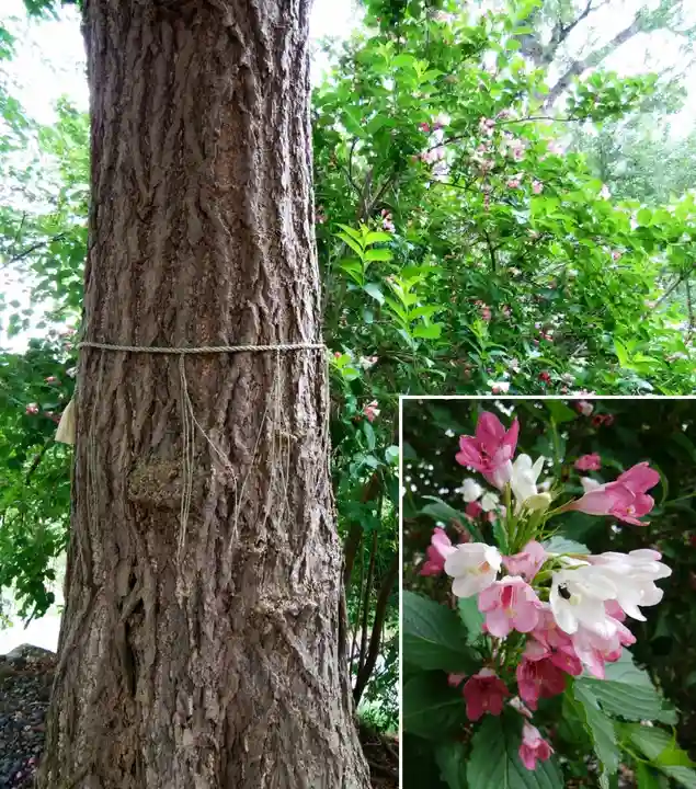 虻田神社の自然