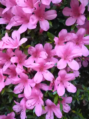 阿智神社の自然