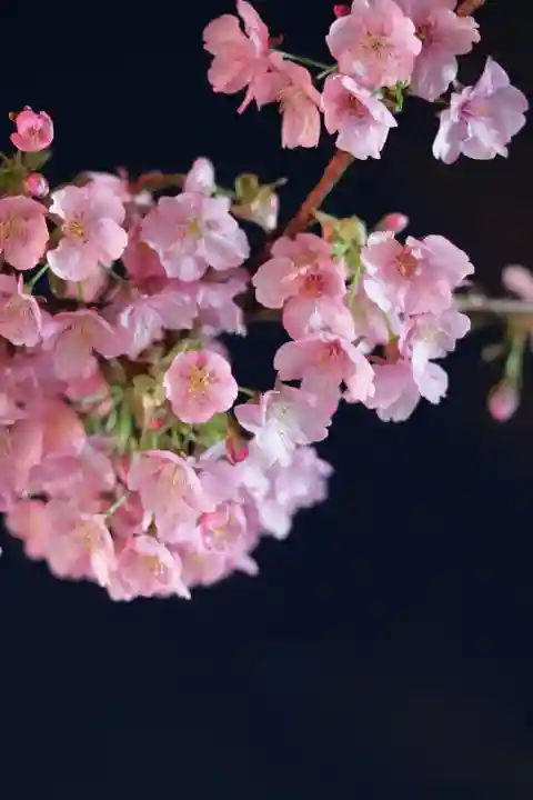 桜神宮(東京都)