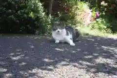 白金氷川神社の動物