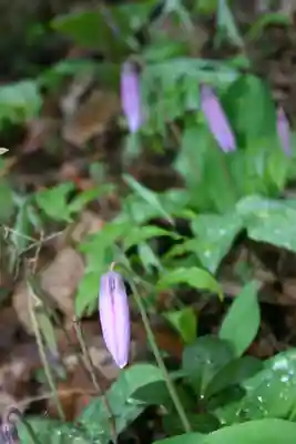 八幡神社の自然