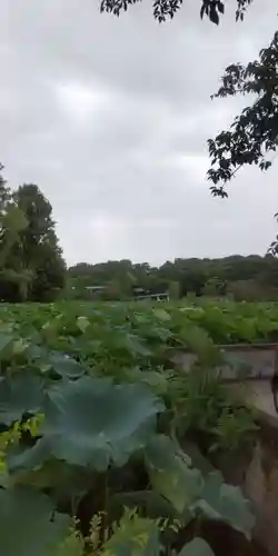 寛永寺不忍池弁天堂の景色