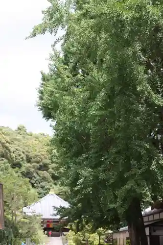 清荒神清澄寺(兵庫県)