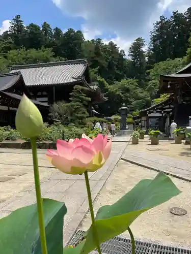 岡寺（龍蓋寺）(奈良県)