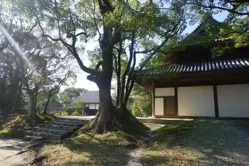 観世音寺の自然