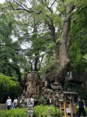 來宮神社(静岡県)