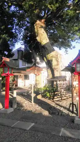 正ノ木稲荷 稲積神社の自然
