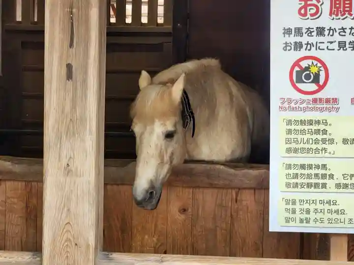 金刀比羅宮の動物