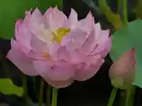 極楽山 浄土寺の自然