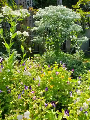 大円寺(東京都)