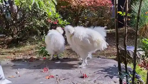 武田神社の動物
