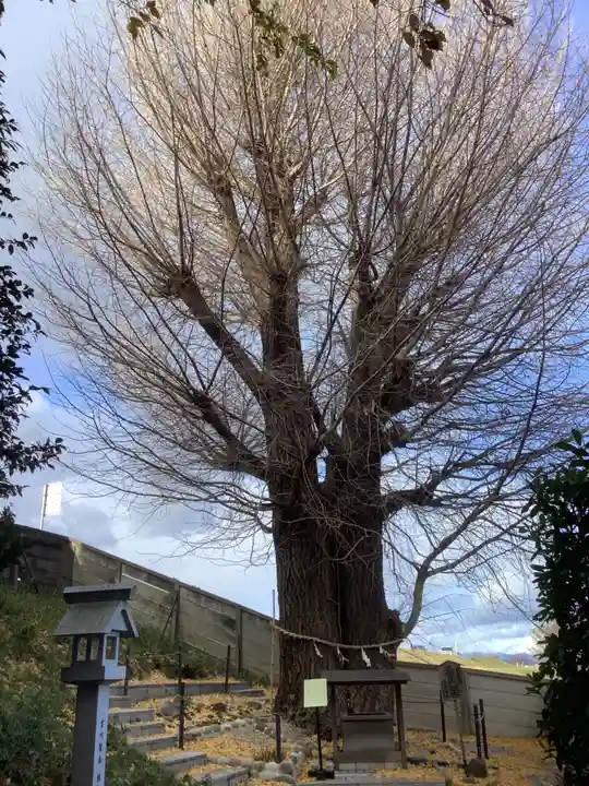 堤治神社の自然