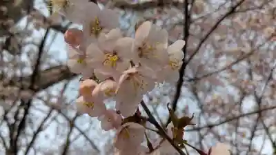 北海道護國神社の自然