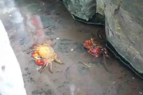 二見興玉神社の動物