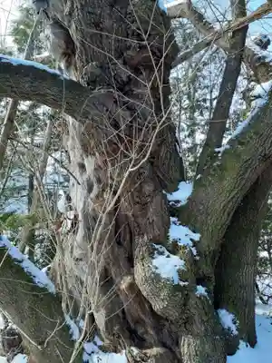 宝柳大権現の自然