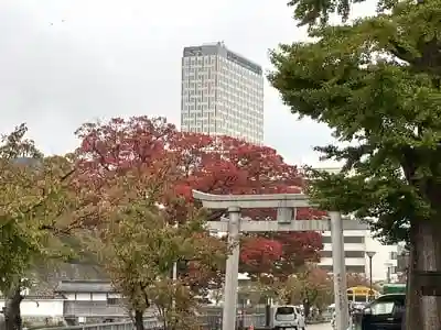 福井神社の鳥居