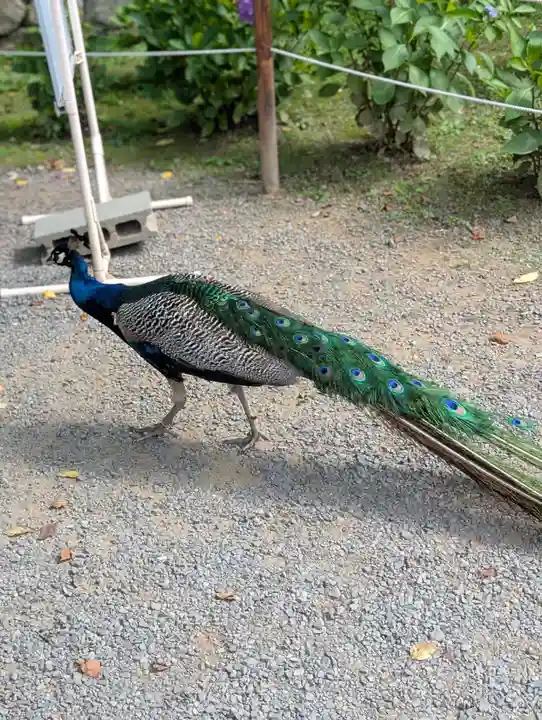 楽法寺(雨引観音)(茨城県)