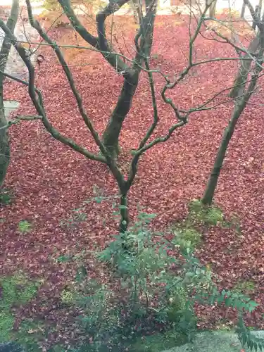 禅林寺（永観堂）の庭園