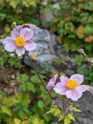 上品蓮台寺(京都府)